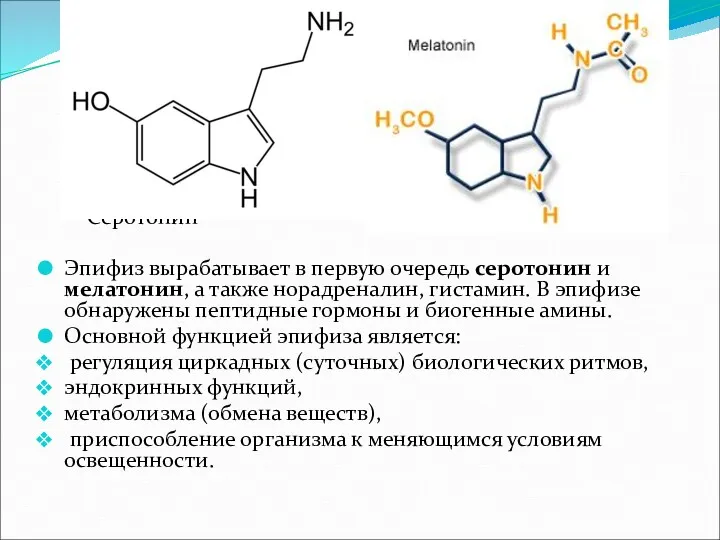 Серотонин Эпифиз вырабатывает в первую очередь серотонин и мелатонин, а
