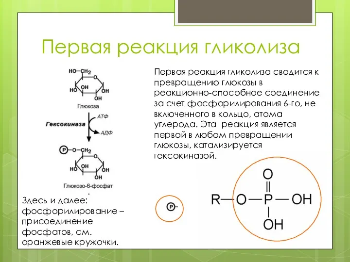 Первая реакция гликолиза Зд Первая реакция гликолиза сводится к превращению