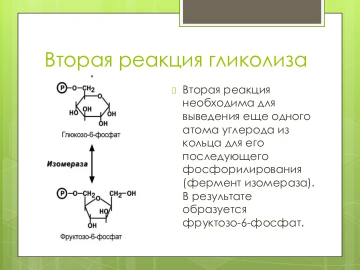 Вторая реакция гликолиза Вторая реакция необходима для выведения еще одного