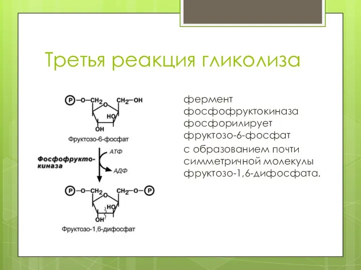 Третья реакция гликолиза фермент фосфофруктокиназа фосфорилирует фруктозо-6-фосфат с образованием почти симметричной молекулы фруктозо-1,6-дифосфата.