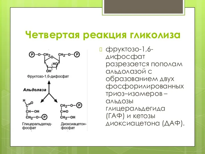 Четвертая реакция гликолиза фруктозо-1,6-дифосфат разрезается пополам альдолазой с образованием двух