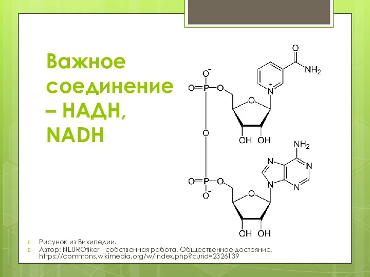 Важное соединение – НАДH, NADH Рисунок из Википедии. Автор: NEUROtiker - собственная работа, Общественное достояние, https://commons.wikimedia.org/w/index.php?curid=2326139