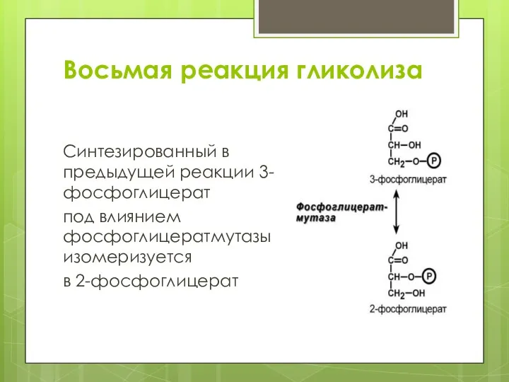 Восьмая реакция гликолиза Синтезированный в предыдущей реакции 3-фосфоглицерат под влиянием фосфоглицератмутазы изомеризуется в 2-фосфоглицерат