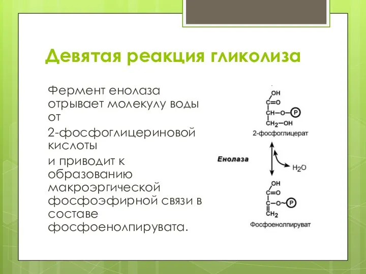 Девятая реакция гликолиза Фермент енолаза отрывает молекулу воды от 2-фосфоглицериновой