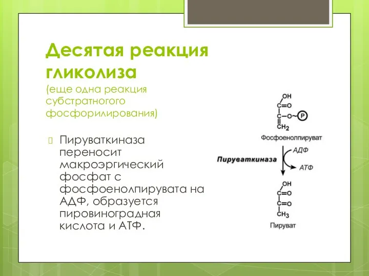 Десятая реакция гликолиза (еще одна реакция субстратногого фосфорилирования) Пируваткиназа переносит