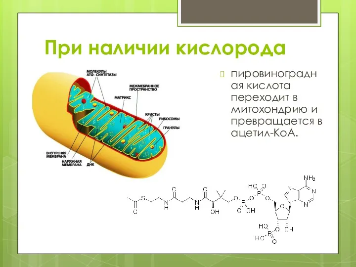 При наличии кислорода пировиноградная кислота переходит в митохондрию и превращается в ацетил-КоА.