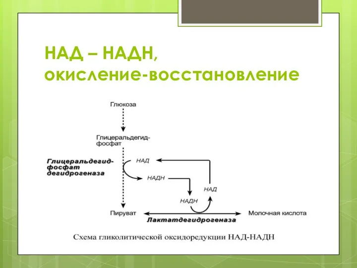 НАД – НАДH, окисление-восстановление