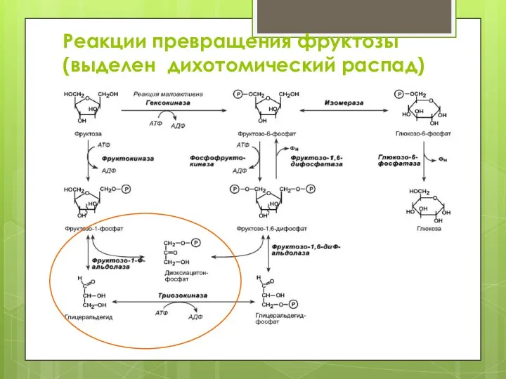 Реакции превращения фруктозы (выделен дихотомический распад)