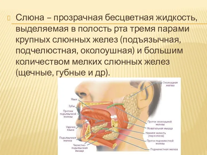 Слюна – прозрачная бесцветная жидкость, выделяемая в полость рта тремя