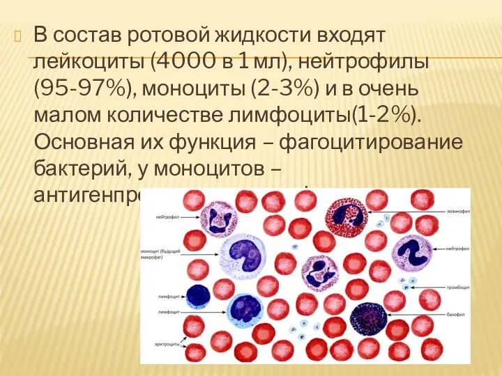 В состав ротовой жидкости входят лейкоциты (4000 в 1 мл),