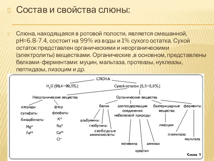 Состав и свойства слюны: Слюна, находящаяся в ротовой полости, является