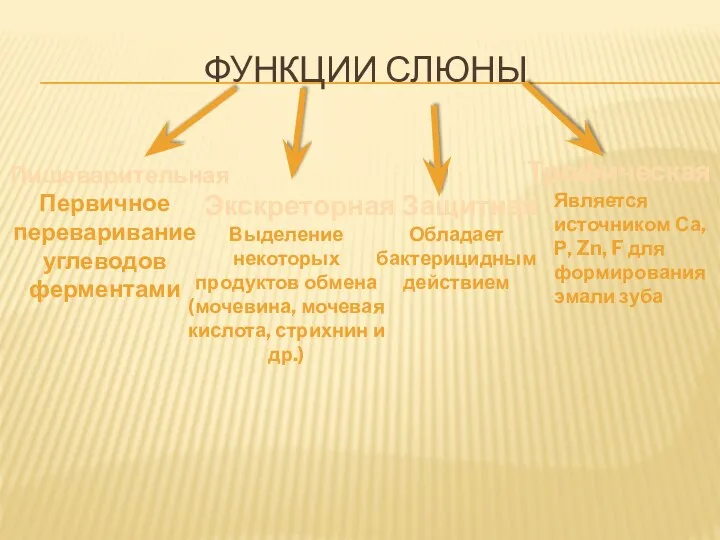 ФУНКЦИИ СЛЮНЫ Пищеварительная Экскреторная Первичное переваривание углеводов ферментами Выделение некоторых