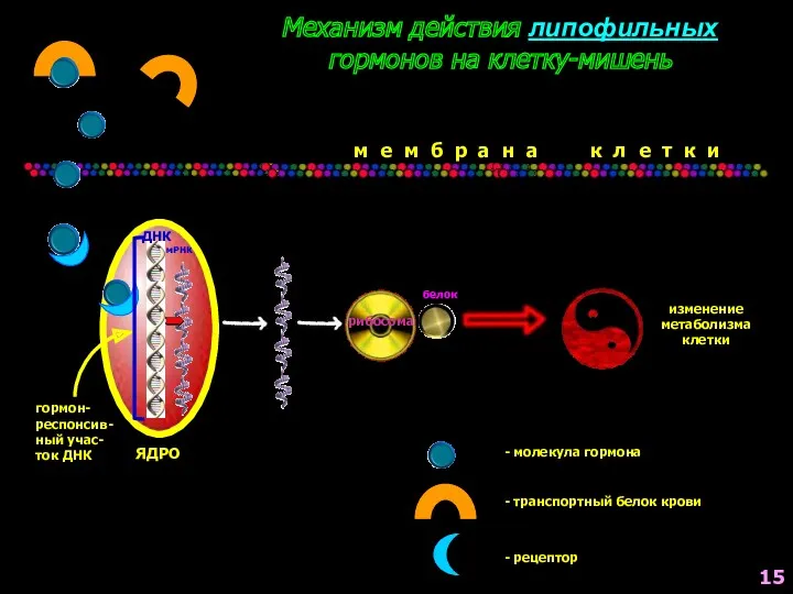 Механизм действия липофильных гормонов на клетку-мишень мРНК ДНК гормон- респонсив-