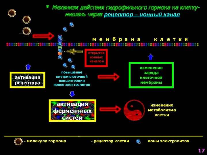 активация ферментных систем * Механизм действия гидрофильного гормона на клетку-мишень