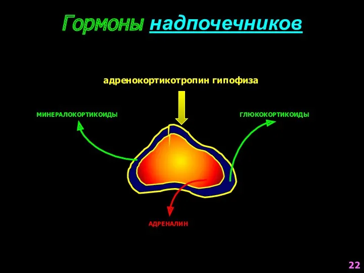 Гормоны надпочечников МИНЕРАЛОКОРТИКОИДЫ ГЛЮКОКОРТИКОИДЫ АДРЕНАЛИН адренокортикотропин гипофиза 22