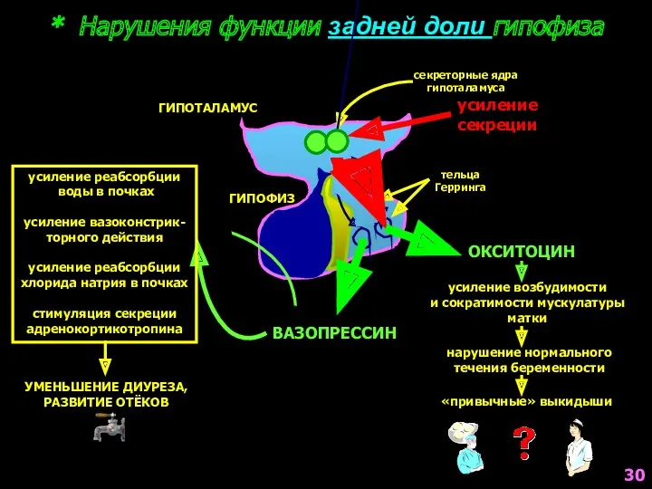 * Нарушения функции задней доли гипофиза секреторные ядра гипоталамуса тельца