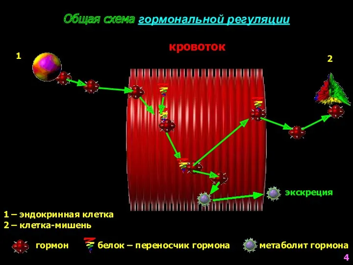 экскреция 1 – эндокринная клетка 2 – клетка-мишень гормон белок