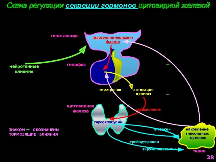 гипоталамус гипофиз щитовидная железа Схема регуляции секреции гормонов щитовидной железой
