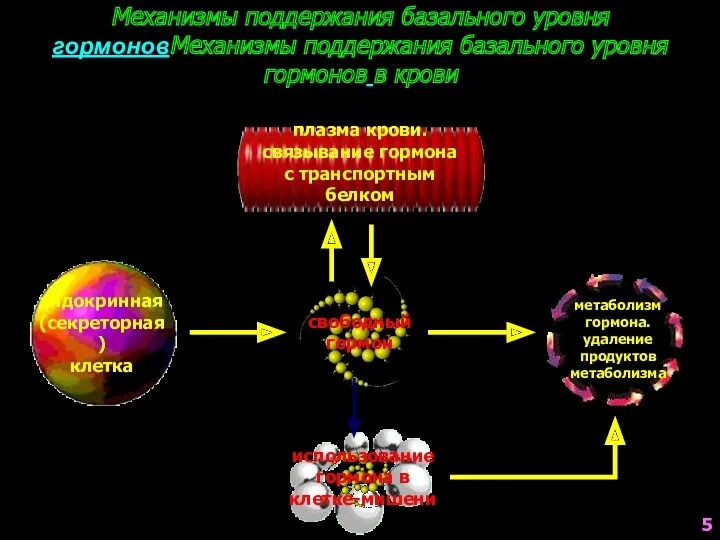 плазма крови. связывание гормона с транспортным белком Механизмы поддержания базального