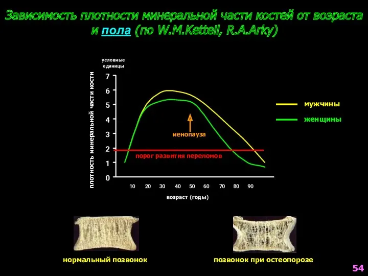 плотность минеральной части кости мужчины женщины Зависимость плотности минеральной части