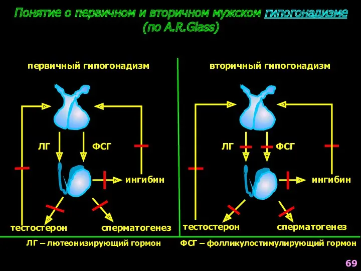 Понятие о первичном и вторичном мужском гипогонадизме (по A.R.Glass) первичный