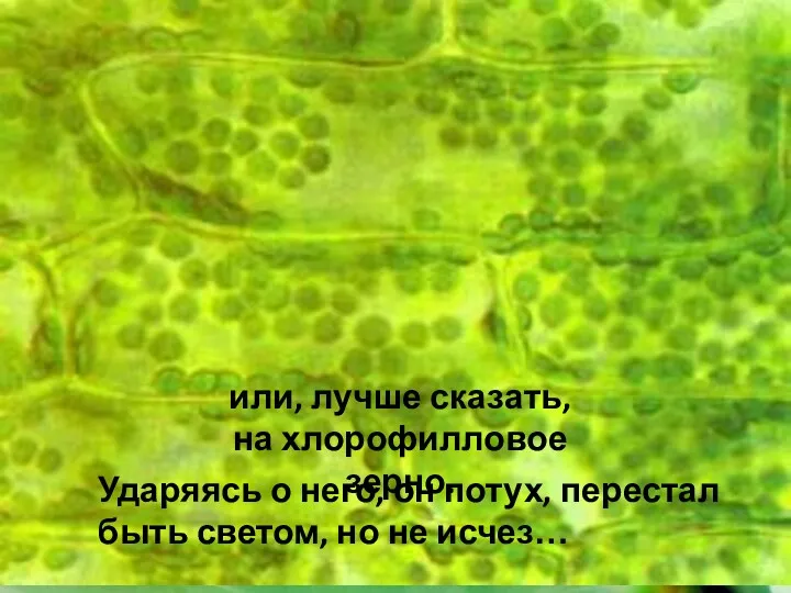 или, лучше сказать, на хлорофилловое зерно. Ударяясь о него, он