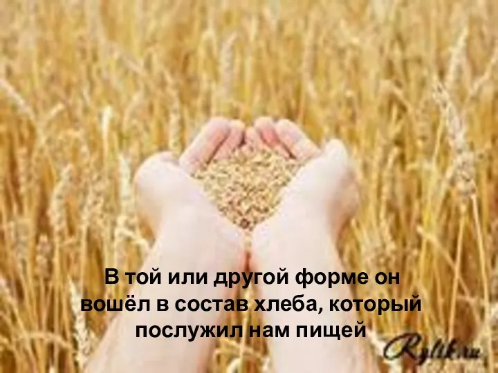 В той или другой форме он вошёл в состав хлеба, который послужил нам пищей