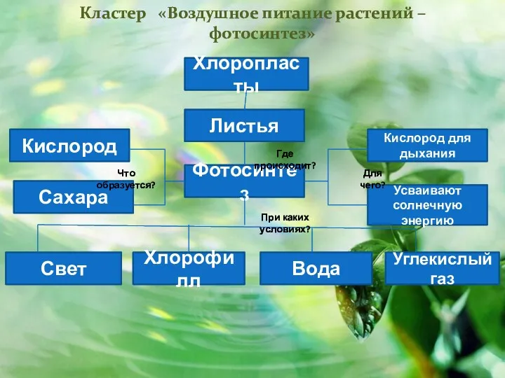 Кластер «Воздушное питание растений –фотосинтез» Фотосинтез Листья Хлоропласты Кислород для