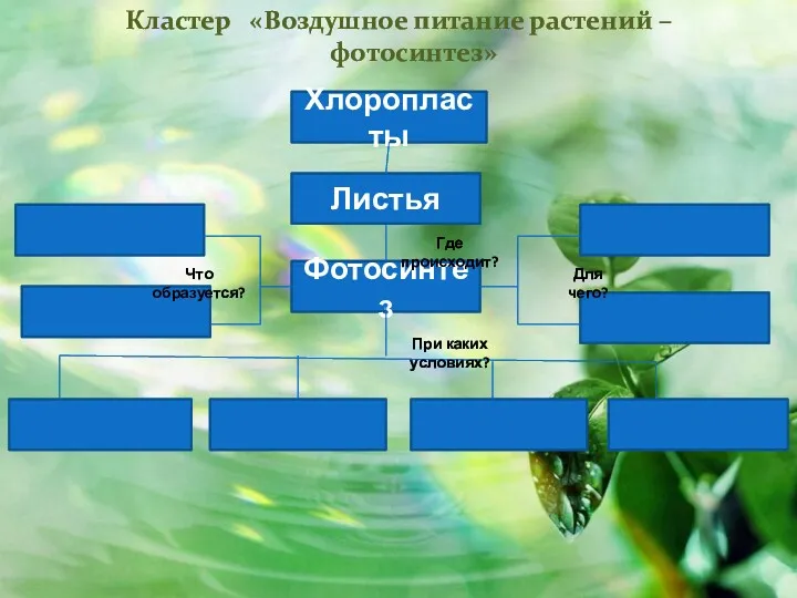 Кластер «Воздушное питание растений –фотосинтез» Фотосинтез Листья Хлоропласты Для чего?