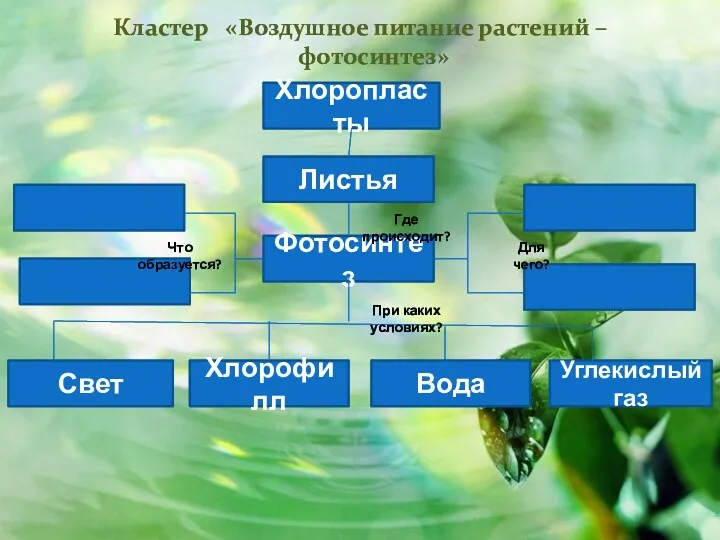 Кластер «Воздушное питание растений –фотосинтез» Фотосинтез Листья Хлоропласты Вода Углекислый