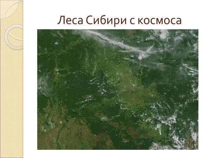 Леса Сибири с космоса
