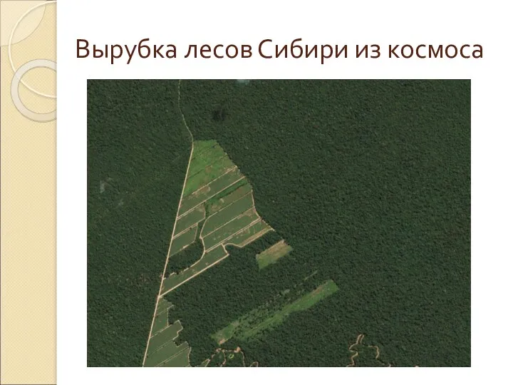 Вырубка лесов Сибири из космоса