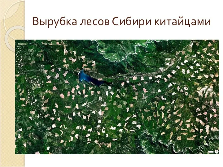 Вырубка лесов Сибири китайцами