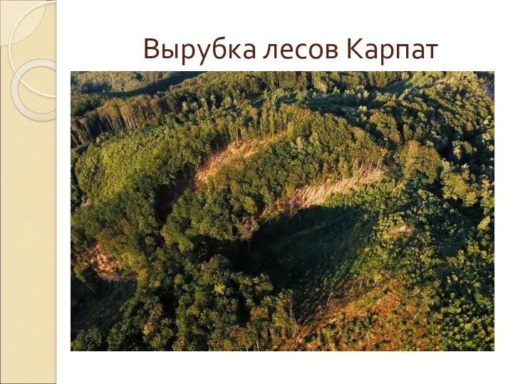 Вырубка лесов Карпат