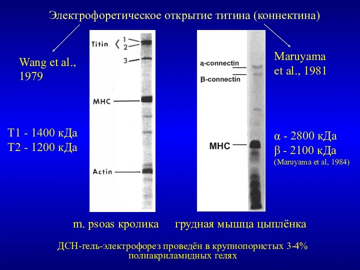 Электрофоретическое открытие титина (коннектина) ДСН-гель-электрофорез проведён в крупнопористых 3-4% полиакриламидных