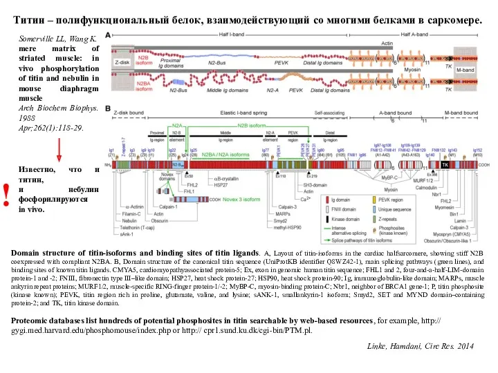 Domain structure of titin-isoforms and binding sites of titin ligands.