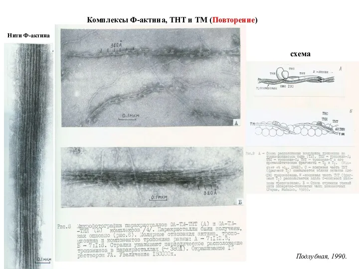 Комплексы Ф-актина, ТНТ и ТМ (Повторение) Нити Ф-актина схема Подлубная, 1990.