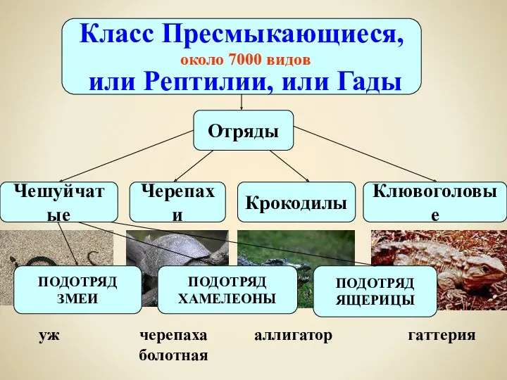 Класс Пресмыкающиеся, или Рептилии, или Гады около 7000 видов Чешуйчатые