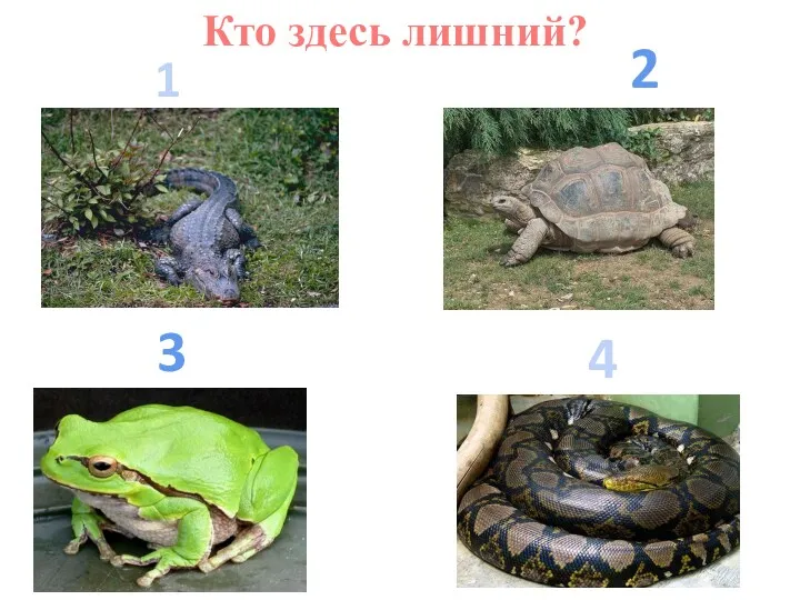 Кто здесь лишний? 1 2 3 4