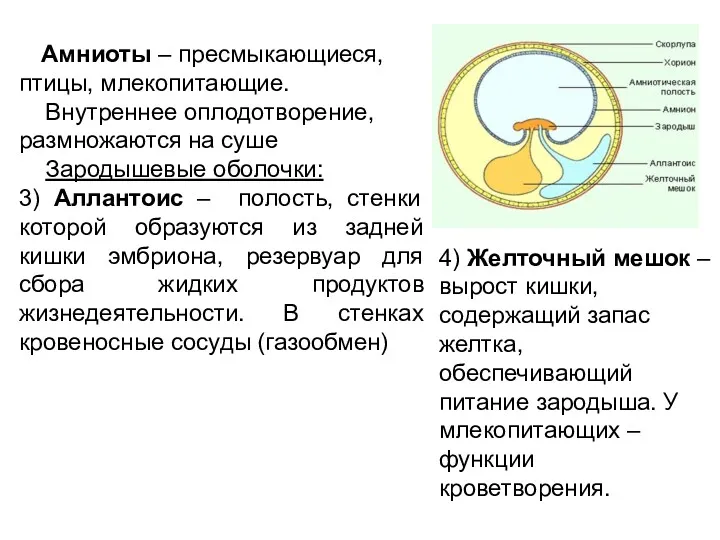 Амниоты – пресмыкающиеся, птицы, млекопитающие. Внутреннее оплодотворение, размножаются на суше