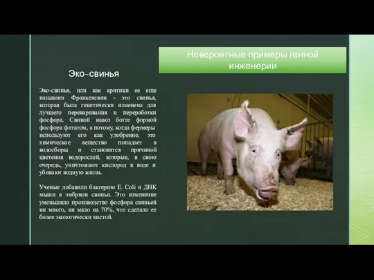 Невероятные примеры генной инженерии Эко-свинья Эко-свинья, или как критики ее