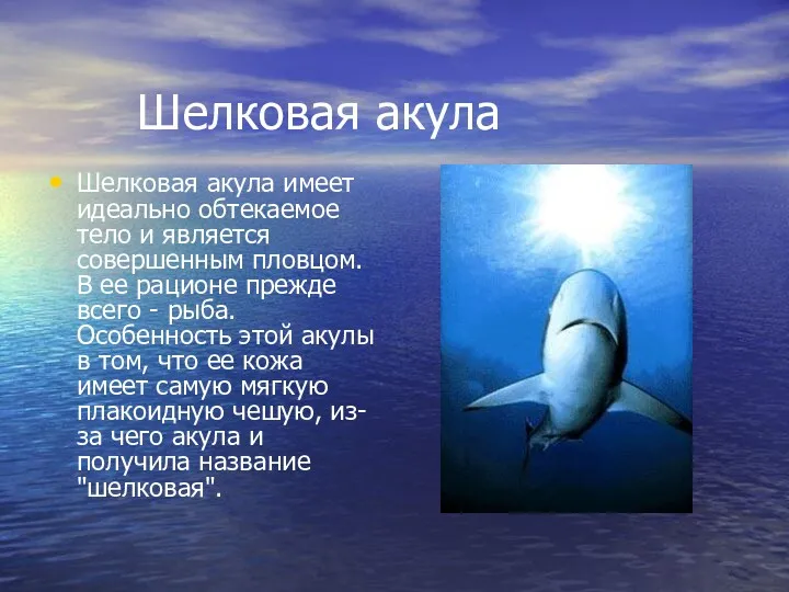 Шелковая акула Шелковая акула имеет идеально обтекаемое тело и является совершенным пловцом. В