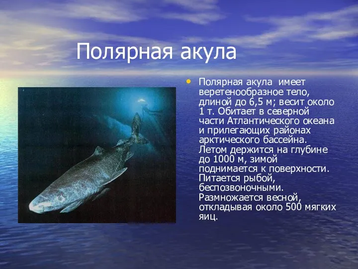 Полярная акула Полярная акула имеет веретенообразное тело, длиной до 6,5 м; весит около