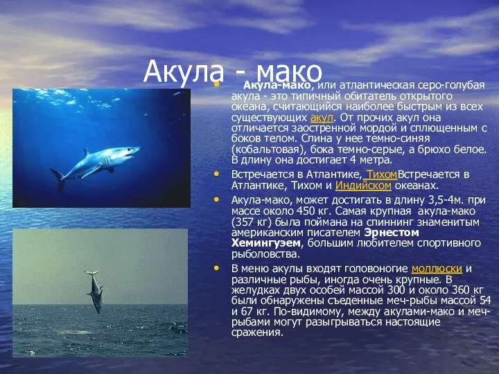 Акула - мако Акула-мако, или атлантическая серо-голубая акула - это типичный обитатель открытого