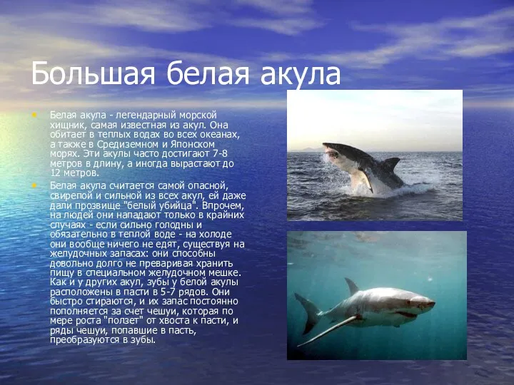 Большая белая акула Белая акула - легендарный морской хищник, самая известная из акул.