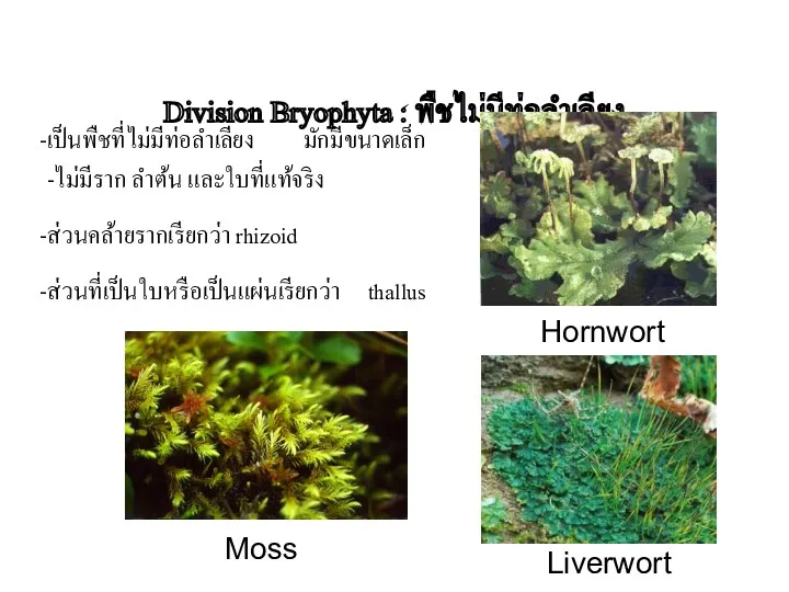 Division Bryophyta : พืชไม่มีท่อลำเลียง เป็นพืชที่ไม่มีท่อลำเลียง มักมีขนาดเล็ก -ไม่มีราก ลำต้น และใบที่แท้จริง ส่วนคล้ายรากเรียกว่า rhizoid ส่วนที่เป็นใบหรือเป็นแผ่นเรียกว่า thallus Moss Liverwort Hornwort