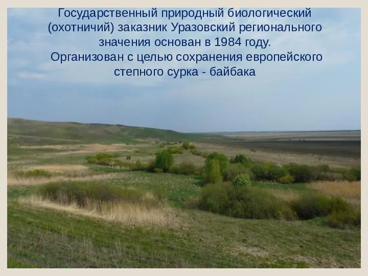 Государственный природный биологический (охотничий) заказник Уразовский регионального значения основан в 1984 году. Организован