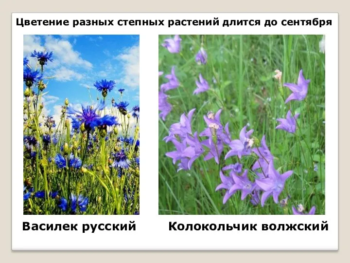 Цветение разных степных растений длится до сентября Василек русский Колокольчик волжский