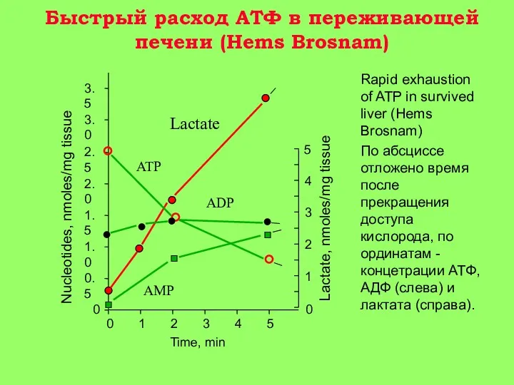 Быстрый расход АТФ в переживающей печени (Hems Brosnam) Rapid exhaustion of ATP in
