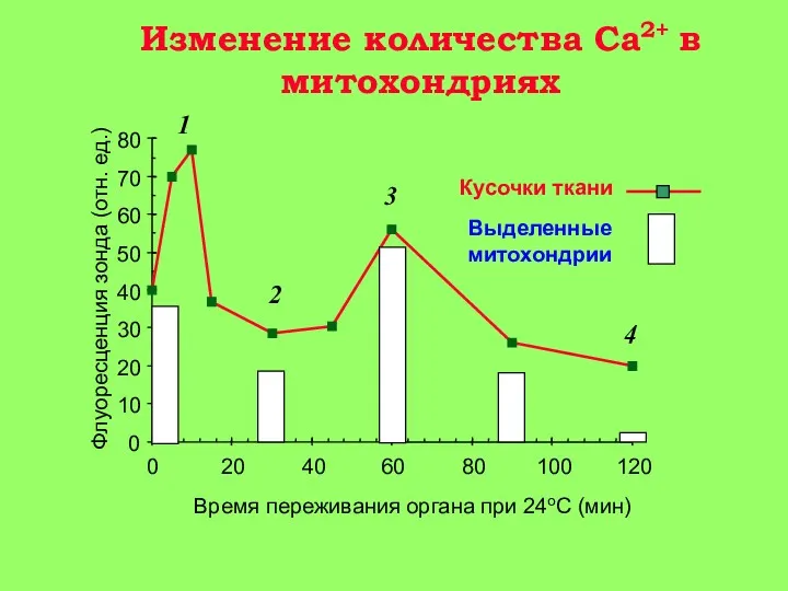 Изменение количества Ca2+ в митохондриях Время переживания органа при 24оС (мин) Флуоресценция зонда
